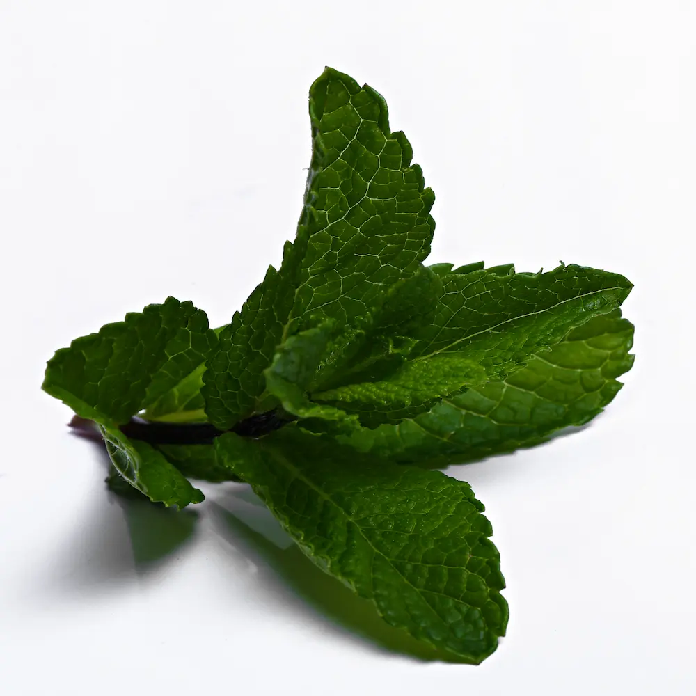 menthe feuille