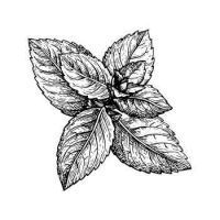 menthe des champs huile essentielle