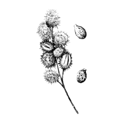 plante ricin