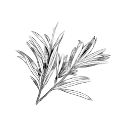 plante tea tree
